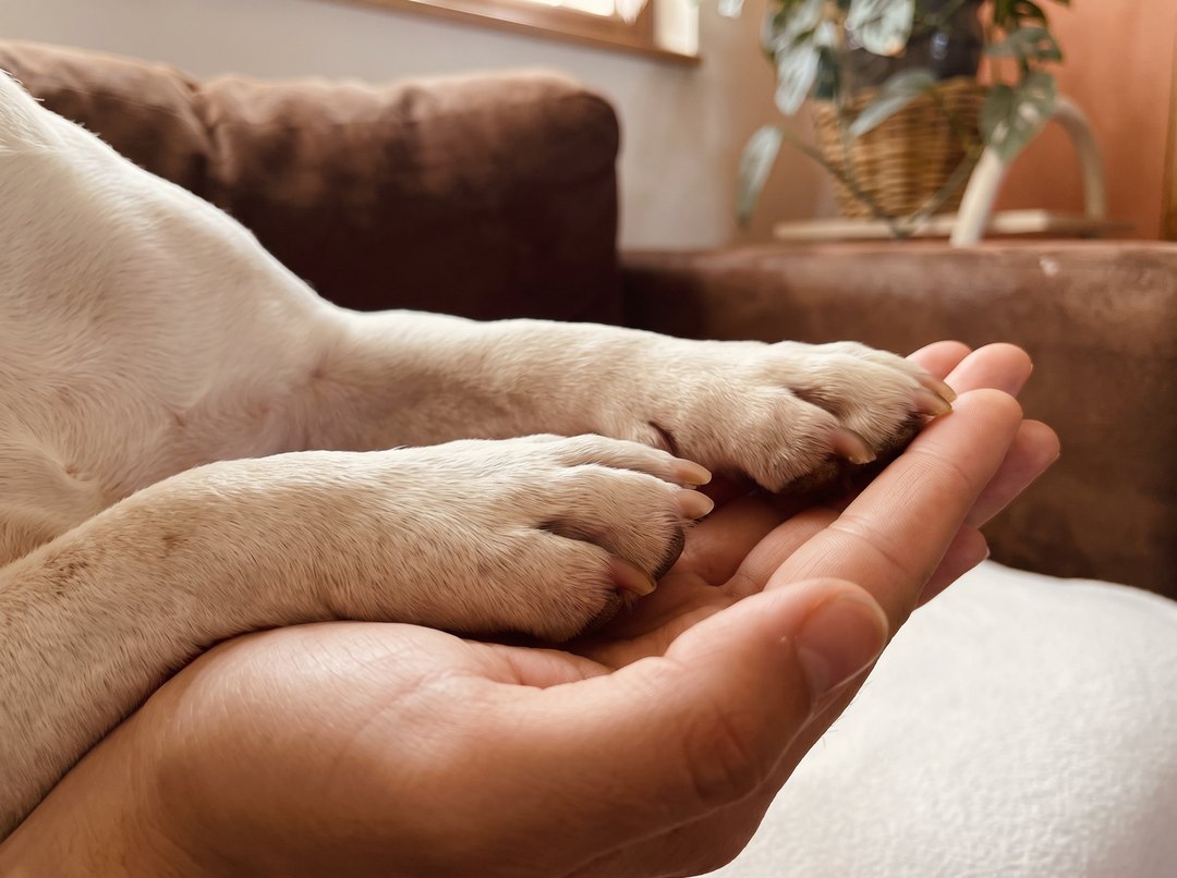 Clean healthy dog paws held in a person's hands